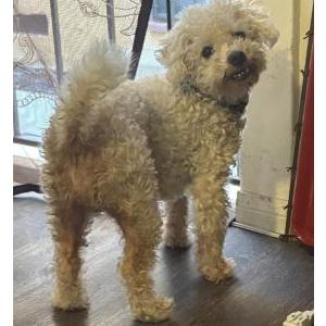 Found Dog Otis