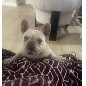 Image of Nala, Lost Dog