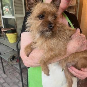 Found Dog Unknown