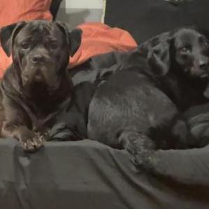 Lost Dog Marlo and Teddy