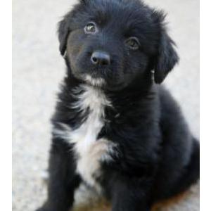 Lost Dog Bonita