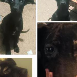 Image of Beanie ( Bean ), Lost Dog