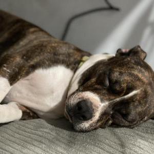 Lost Dog Athena