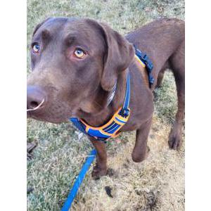 Found Dog Unknown