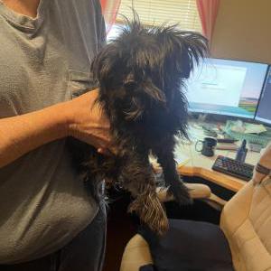 Image of unknown, Found Dog