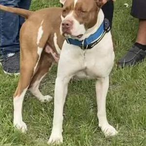 Lost Dog Killer