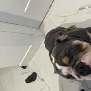 Image of Rambo, Lost Dog