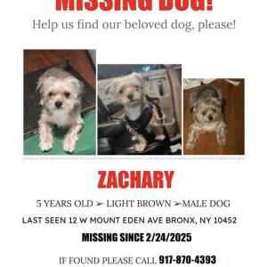 Image of Zachary, Lost Dog