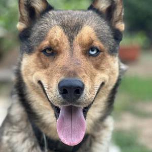 Image of Max, Lost Dog