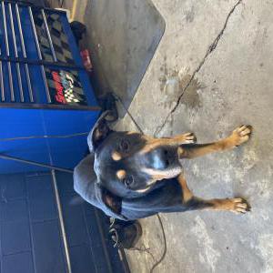 Image of Unknown, Found Dog