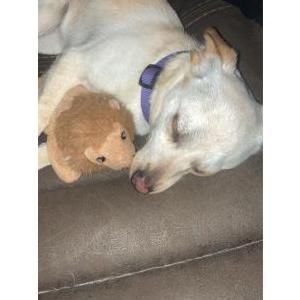 Image of Lola, Lost Dog