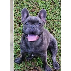 Image of Tony, Lost Dog