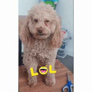 Image of Luca, Lost Dog