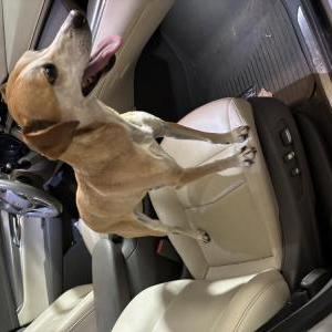 Image of Unknown, Found Dog