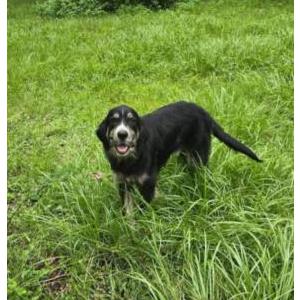 Image of Unknown, Found Dog