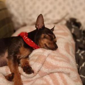 Image of Marley, Lost Dog