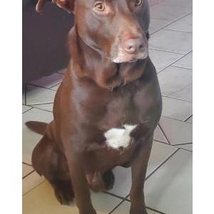 Lost Dog Bear