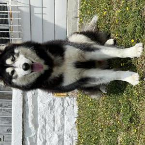 Lost Dog Shaka