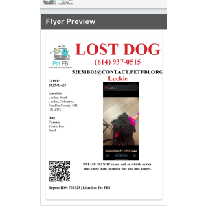 Lost Dog Luckie
