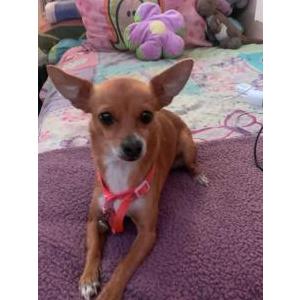 Lost Dog Suki