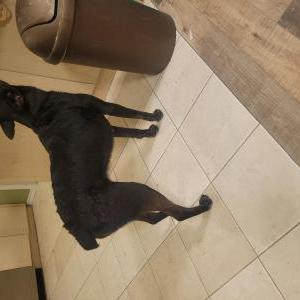 Found Dog Unknown
