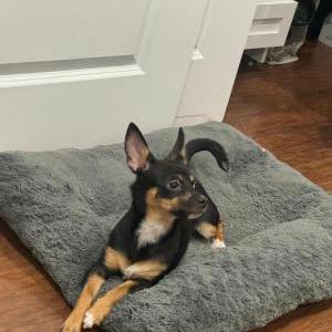 Lost Dog Chiquitina