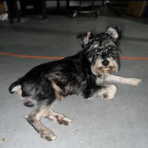 Image of Stitch, Lost Dog