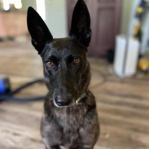 Lost Dog Pele