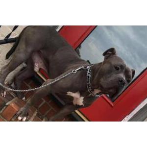 Image of Chunks, Lost Dog