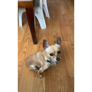 Image of Coco, Lost Dog