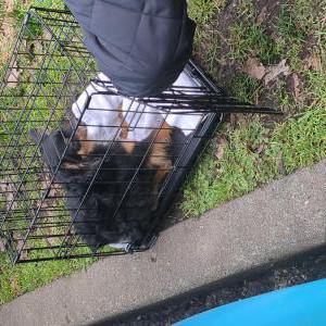 Lost Dog Jaxson