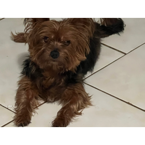 Lost Dog Sweetie Pie