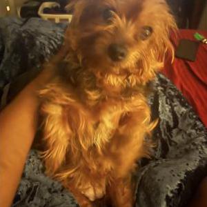 2nd Image of Sweetie Pie, Lost Dog