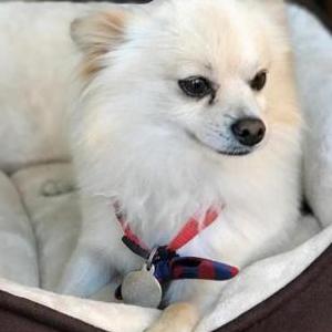 Lost Dog Peewee