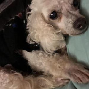 Image of Zora Fran, Lost Dog