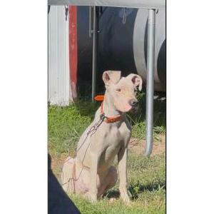 Image of Miklo, Lost Dog