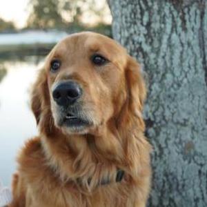 Image of Goose, Lost Dog