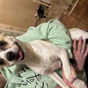 Image of Unknown, Found Dog
