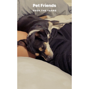 Lost Dog Bella