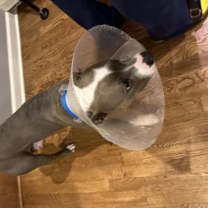 Lost Dog Maggie