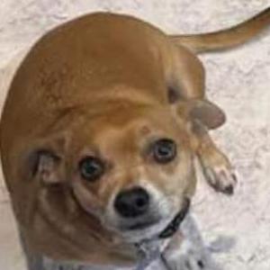 Lost Dog Yuki