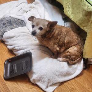 Lost Dog Tammy