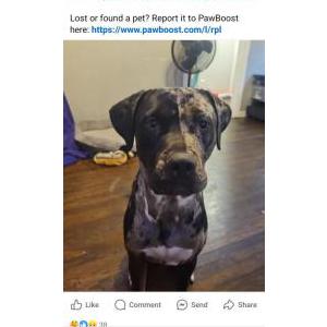 Lost Dog Rip