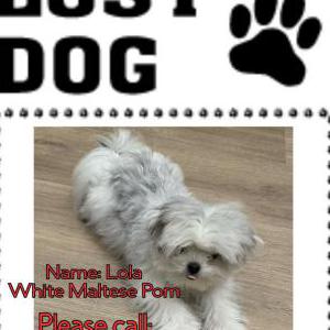 Image of Lola, Lost Dog
