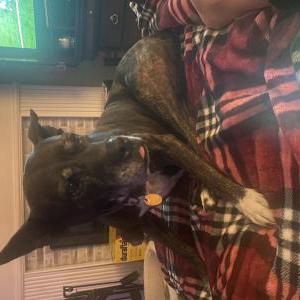 Lost Dog Lexi  Ferri