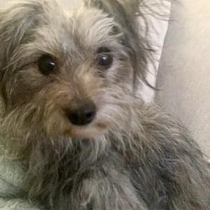 Image of Unknown, Found Dog