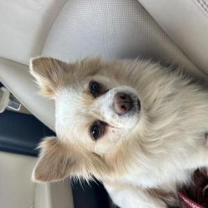Found Dog Unknown