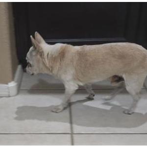 Image of Unknown, Found Dog