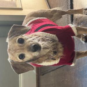 Lost Dog Sugar