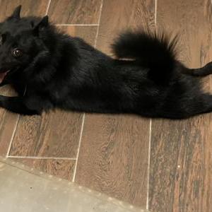 Image of Unknown, Found Dog
